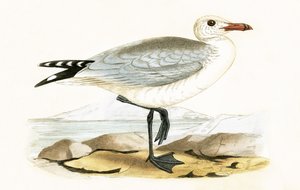 Audouinin lokki, kuvitus Charles Robert Breen (1811-86) teoksesta "A History of the Birds of the Birds of the British Islands", julkaistu 1867 tekijältä English School