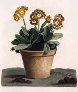 Auricula in a Pot, noin 1840-luku (käsinvärinen kaiverrus) tekijältä English School