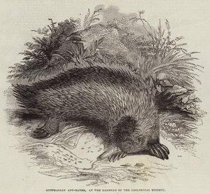 Australian Ant-Eater, Gardens of the Zoological Society (kaiverrus) tekijältä English School