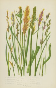 Aksillary-Clustered Carex, Boenninghausen