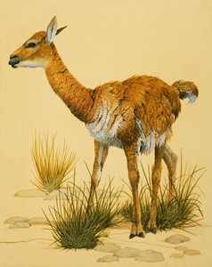 Lama-vauva tekijältä English School