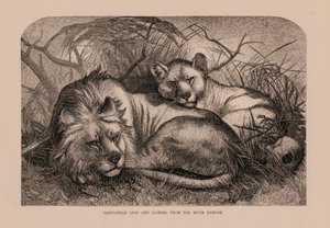 Babylonian leijona ja leijonatar, Karoom-joesta (kaiverrus) tekijältä English School