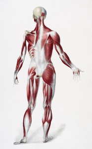 Miespuolisen ihmiskehon takaosa, jossa näkyy lihaksia jänteitä ja luita, teoksesta The Vessels of the Human Body, toimittajina Jones Quain ja William Wilson, julkaisija Taylor and Watson, Lontoo, 1837 (väri litho) tekijältä English School