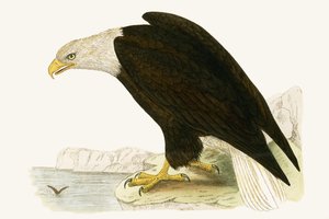 Bald Eagle, kuvitus Charles Robert Breen (1811-86) teoksesta "Euroopan lintujen historia, joita ei havaittu Brittein saarilla", julkaistu 1867 tekijältä English School