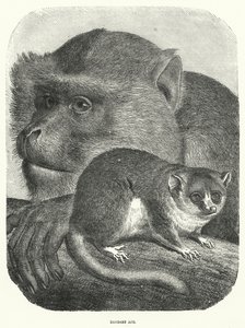 Barbary Ape (kaiverrus) tekijältä English School