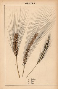 Ohra, bere ja ruisheinä  , julkaisusta "The Instructive Picturebook, or Lessons from the Vegetable World", [Charlotte Mary Yonge], Edinburgh tekijältä English School