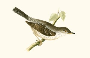 Barred Warbler, kuvitus Charles Robert Breen (1811-86) teoksesta "A History of the Birds of the Birds of the British Islands", julkaistu 1867 tekijältä English School