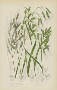 karu brome-ruoho, suuri brome-ruoho, sileä ruisbrome-ruoho, tumman peltobrome-ruoho, pehmeä brome-ruoho (värilitro). tekijältä English School