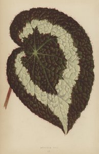 Begonia Rex tekijältä English School