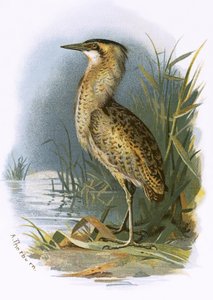 Kaulushaikara