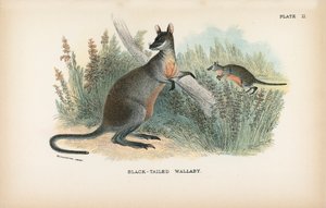 Black-Tailed Wallaby tekijältä English School