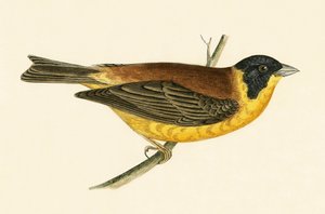 Black Headed Bunting, kuvitus Charles Robert Breen (1811-86) julkaisusta "A History of the Birds of the Birds of the British Islands", julkaistu 1867