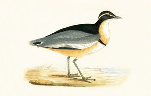 Black Headed Plover, kuvitus Charles Robert Breen (1811-86) teoksesta "A History of the Birds of the Birds of the British Islands", julkaistu 1867