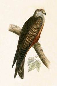 Black Kite, kuvitus Charles Robert Breen (1811-86) teoksesta "A History of the Birds of the Birds of the British Islands", julkaistu 1867 tekijältä English School