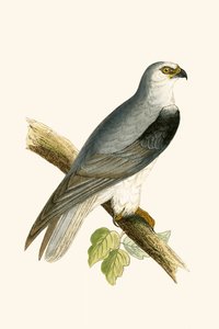 Black Winged Kite, kuvitus Charles Robert Breen (1811-86) julkaisusta "A History of the Birds of the Birds of the British Islands", julkaistu 1867 tekijältä English School