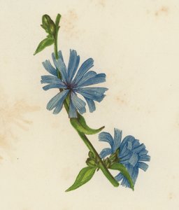 Sinisukkario, Cichorium Intybus (värilitro) tekijältä English School