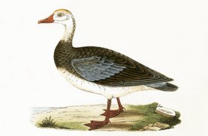 Blue Winged Goose, kuvitus Charles Robert Breen (1811-86) teoksesta "A History of the Birds of the Birds of the British Islands", julkaistu 1867