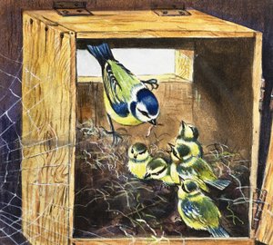 Bluetits tekijältä English School