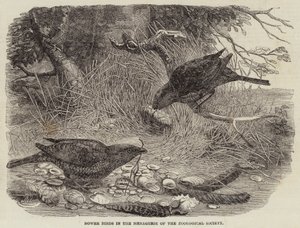 Bower Birds in the Menagerie of Zoological Society (kaiverrus) tekijältä English School