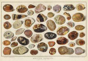 British Pebbles (chromolitho) tekijältä English School
