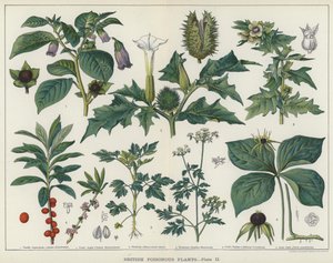 British Poisonous Plants (väri litho) tekijältä English School
