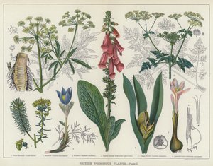British Poisonous Plants (väri litho) tekijältä English School