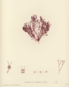 British Sea-Weed (luontopainettu) tekijältä English School