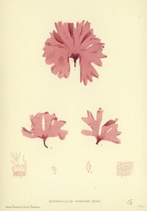 British Sea-Weed (luontopainettu) tekijältä English School