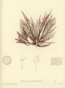 British Sea-Weed (luontopainettu) tekijältä English School