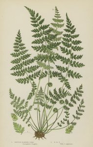 Hauras virtsarakon saniainen (väri litho) tekijältä English School