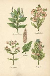 Brook Lime, Soap Wort, Bistort, Centuary, Bugle (värilitografia). tekijältä English School