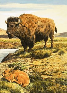 Buffalo tekijältä English School
