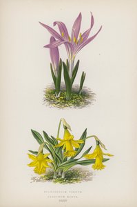 Bulbocodium Vernum; Narcissus Minor (värilitosiini) tekijältä English School
