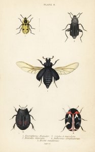 Hautakuoriainen, Nicrophorus humator 1, hautakuoriaiset, Necrodes littoralis 2, Dendroxena quadrimaculata 3, mattokuoriainen, Anthrenus scrophulariae 4 ja Hister quadrimaculatus var tekijältä English School
