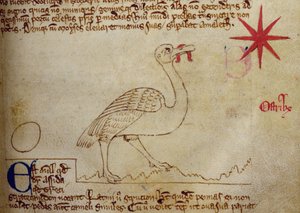 CCA-LitMs/D/10 fol. 16r Strutsi, Bestiarysta tekijältä English School