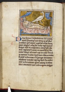 Caladrius-lintu - Bestiary, Royal MS 12 C XIX, f.47v. tekijältä English School