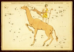 Camelopardalis, Tarandus ja Cutos Messium, pub. 1825 (käsinvärinen kaiverrus) tekijältä English School