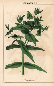 Vihreillä siemenillä varustettu kapris, Euphorbia lathyris   , julkaisusta "The Instructive Picturebook, or Lessons from the Vegetable World", [Charlotte Mary Yonge], Edinburgh tekijältä English School