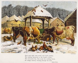 Nautaa ja kanoja lumisella pihalla (värillinen kaiverrus) tekijältä English School