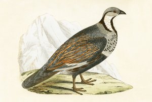 Kaukasian lumipartridge, kuvitus Charles Robert Breen (1811-86) teoksesta "Euroopan lintujen historia, joita ei havaittu Brittein saarilla", julkaistu 1867 tekijältä English School