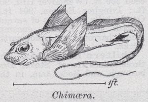 Chimaera (jäsenet) tekijältä English School