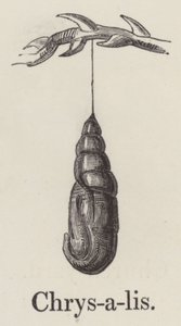 Chrysalis (kaiverrus) tekijältä English School