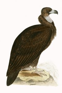 Cinereous Vulture, kuvitus Charles Robert Breen (1811-86) teoksesta "A History of the Birds of the Birds of the British Isles", julkaistu 1867 (värilitho) tekijältä English School