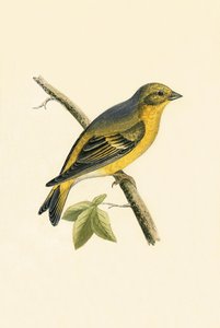 Citril Finch, kuvitus Charles Robert Breen (1811-86) teoksesta "A History of the Birds of the Birds of the British Islands", julkaistu 1867