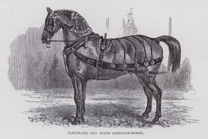 Cleveland Bay State Carriage-Horse (kaiverrus) tekijältä English School