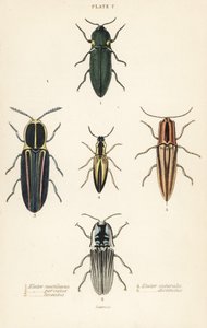 Click beetle: elastinen ajovalo, Pyrophorus nightlucus 1, Chalcolepidius porcatus 2, vuorattu napsautuskuoriainen, Agriotes lineatus 3, Elater suturalis 4 ja Semiotus differentus 5 tekijältä English School