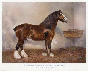 Clydesdalen ori "Prince of Albion" tekijältä English School