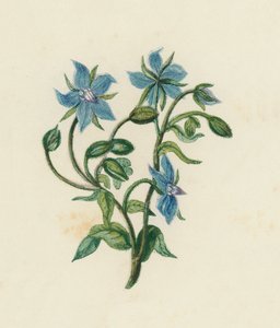 Purasruoho, Borago Officinalis (väri litho) tekijältä English School