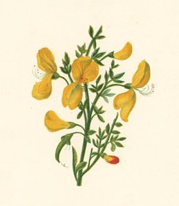Common Broom, Cytisus Scoparius (väri litho) tekijältä English School