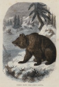 Harvinainen karhu, Ursus Arctos (värikaiverrus) tekijältä English School